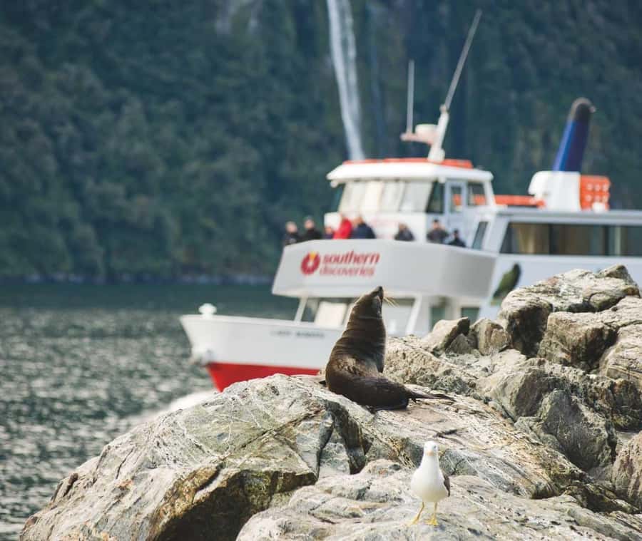 From Queenstown: Milford Sound Discover More Longest Cruise - Queenstown to Milford Sound, why this long-day format works