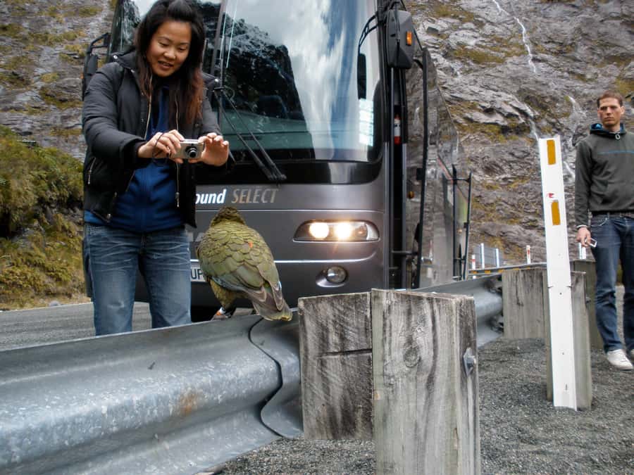 From Queenstown: Milford Sound Premium Day Tour and Cruise - Price and value: is $170 per person worth it?