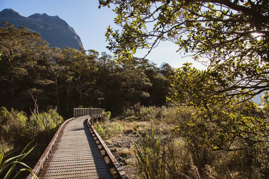 From Queenstown: Milford Sound Scenic Flight & Nature Tour - Who this tour suits best, and who should skip it