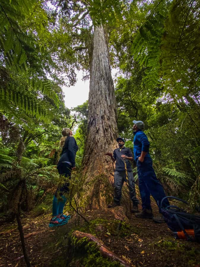 From Rotorua: Whirinaki Rainforest Guided Cultural Tour - A rare walk in Whirinaki, with Māori hosts in the lead