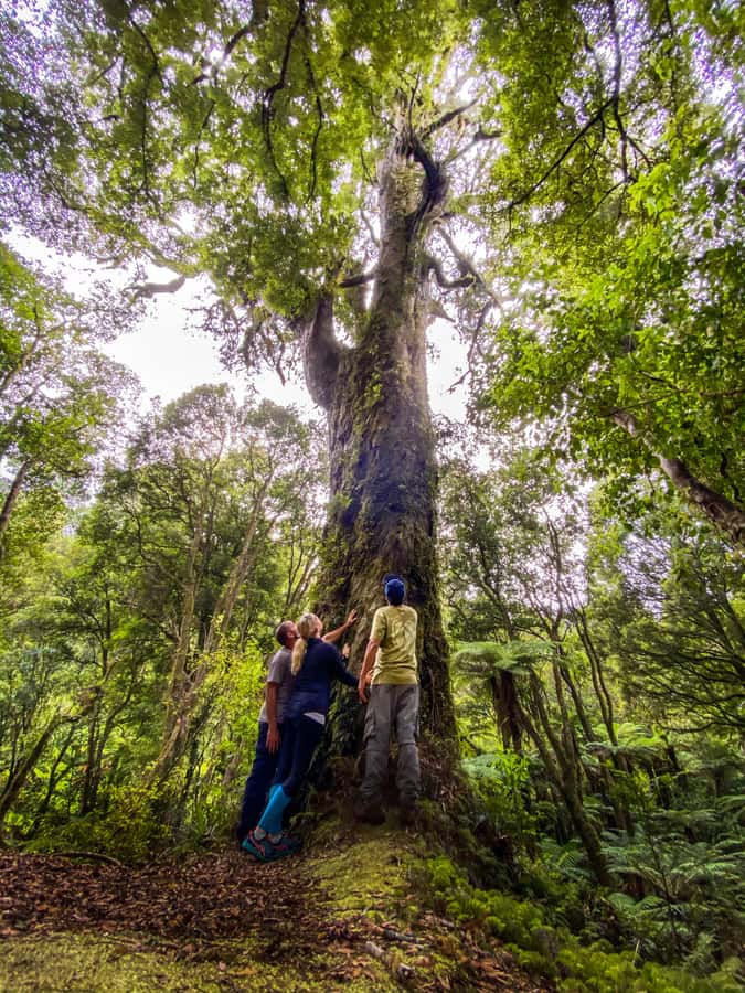 From Rotorua: Whirinaki Rainforest Guided Cultural Tour - At the waharoa: the welcome, karakia, and the forest’s storytellers