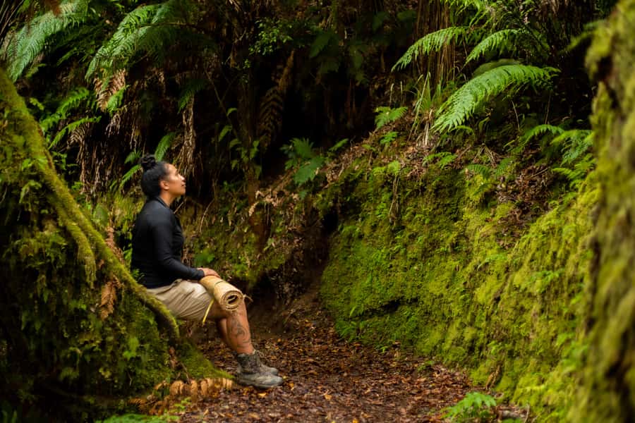 From Rotorua: Whirinaki Rainforest Guided Cultural Tour - Who should book this Whirinaki rainforest cultural tour