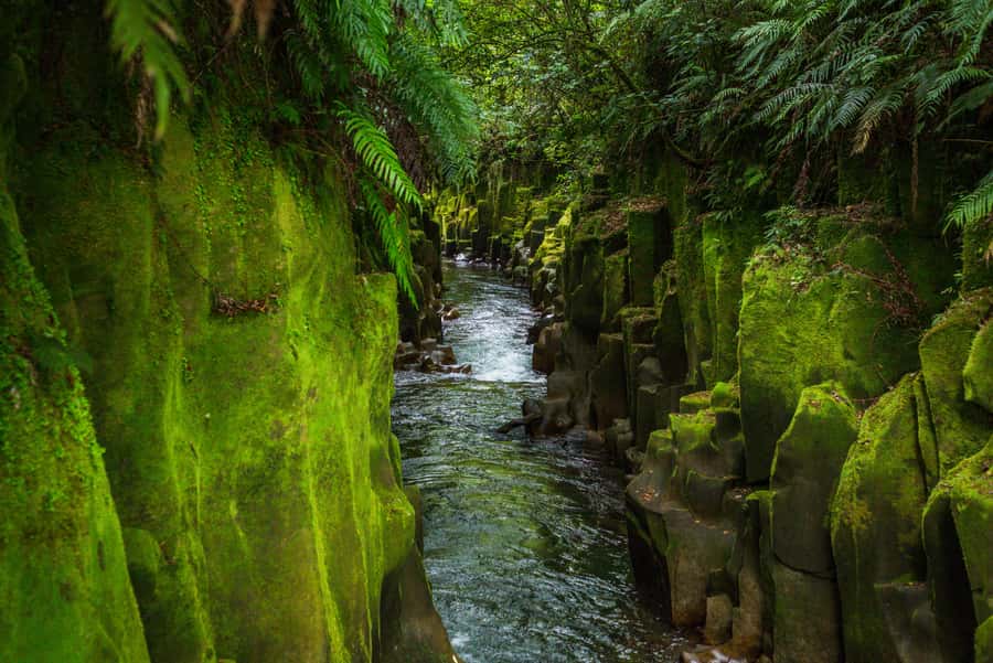 From Rotorua: Whirinaki Rainforest Guided Cultural Tour - How the day runs from Rotorua i-SITE, out toward Murupara, then into the forest