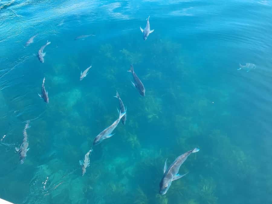 From Tairua: 2 Hour Cathedral Cove Tour with Local Guide - Swim or snorkel time: when it happens and how to plan for it
