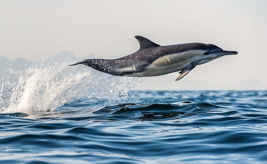 From Tauranga: Dolphin and Wildlife Cruise - Key things to know before you cruise Bay of Plenty