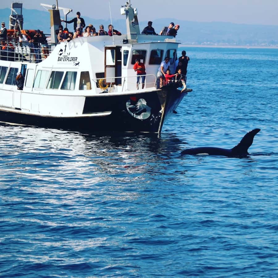 From Tauranga: Dolphin and Wildlife Cruise - Starting at Tauranga’s Strand Wharf, then getting the big-water feel fast