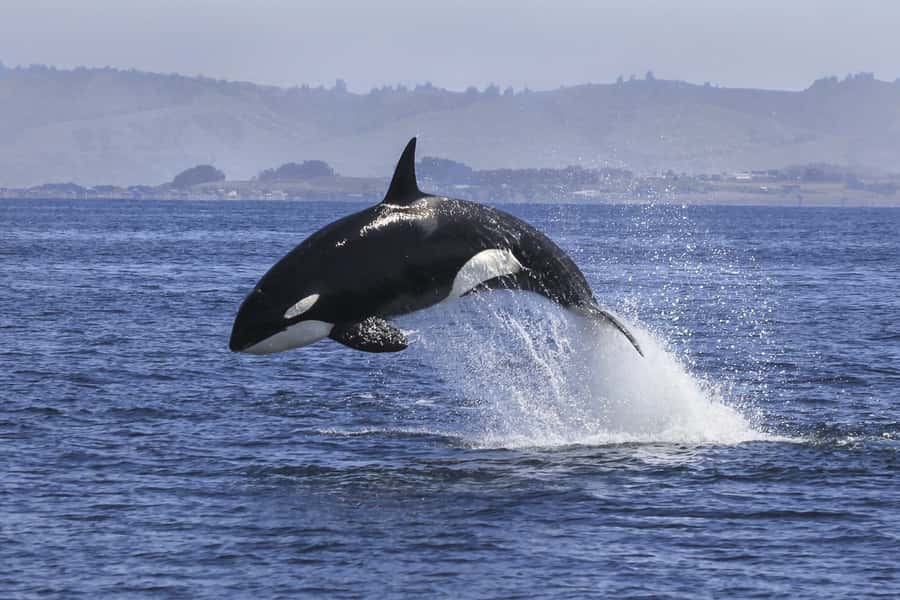 From Tauranga: Dolphin and Wildlife Cruise - The main event: searching Bay of Plenty waters for dolphins and more