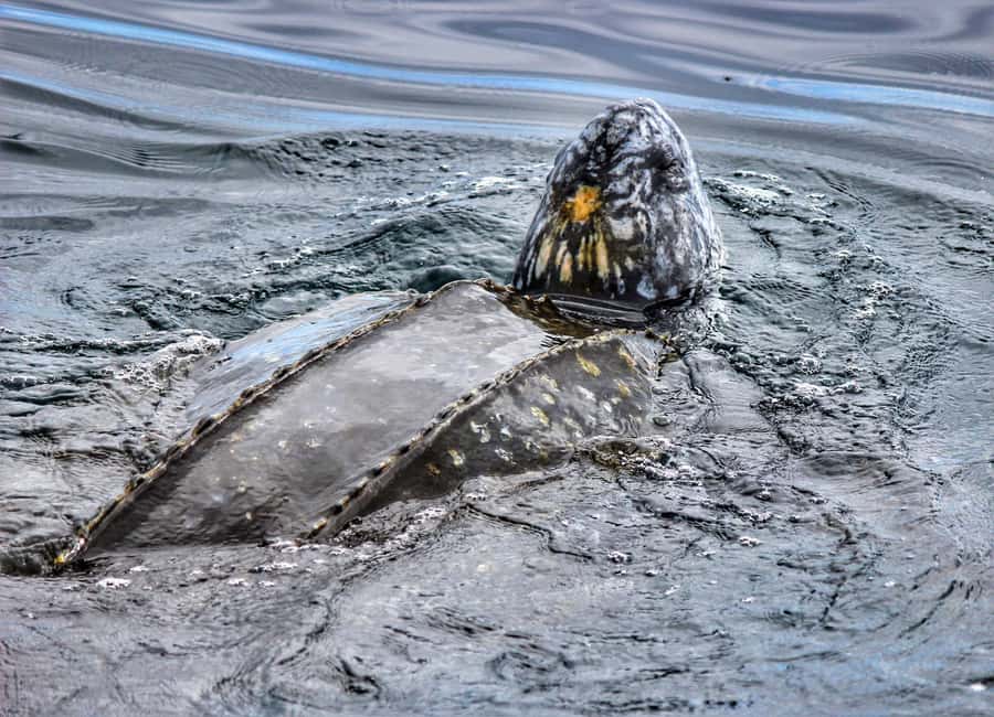 From Tauranga: Dolphin and Wildlife Cruise - Onboard bar and comfort: the part you will actually enjoy between sightings