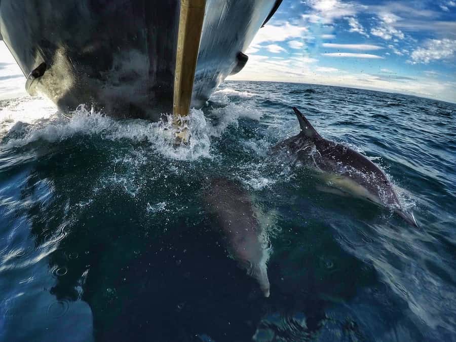 From Tauranga: Dolphin and Wildlife Cruise - Wildlife sightings that put Tauranga on the map