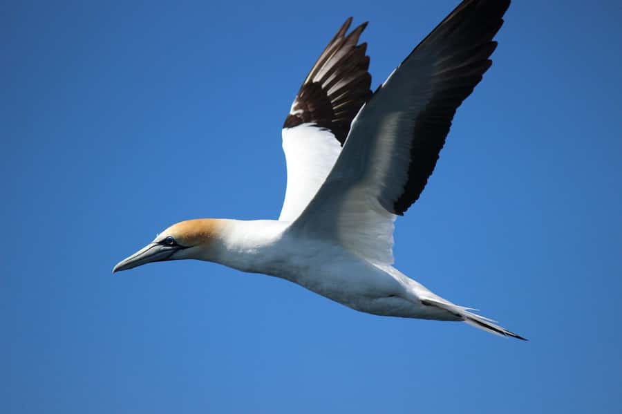 From Tauranga: Dolphin and Wildlife Cruise - Boat movement and seasickness: prepare like a pro
