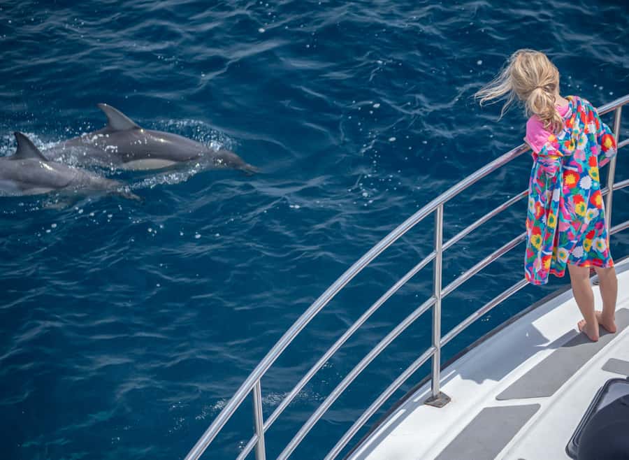From Tauranga: Half-Day Swimming with Dolphins Tour - Key Highlights to Know Before You Go