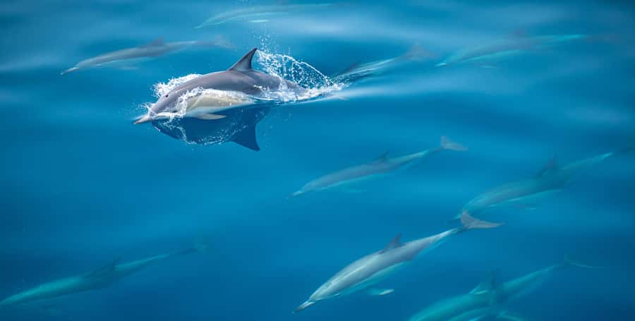 From Tauranga: Half-Day Swimming with Dolphins Tour - First Step: From Tauranga Marina to Dolphin-Viewing Boat Time