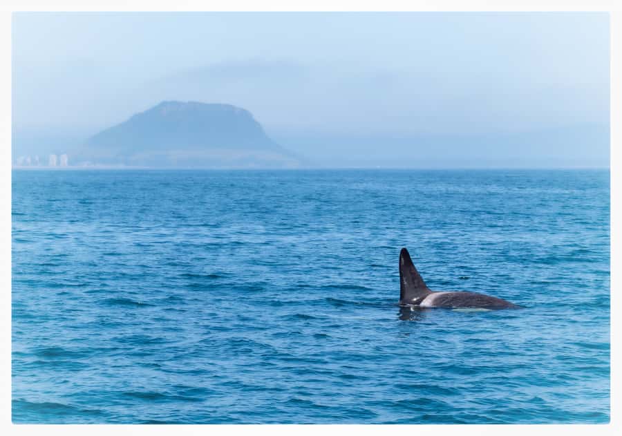 From Tauranga: Half-Day Swimming with Dolphins Tour - Snorkeling and Swimming: Tow Bar Setup and Why It Can Vary