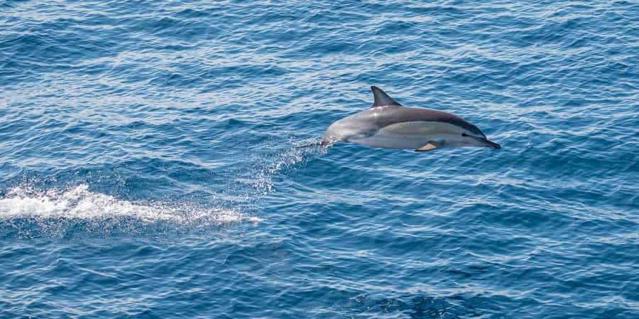 From Tauranga: Half-Day Swimming with Dolphins Tour - Wildlife Beyond Dolphins: Seals, Seabirds, Whales, and Shark Reports