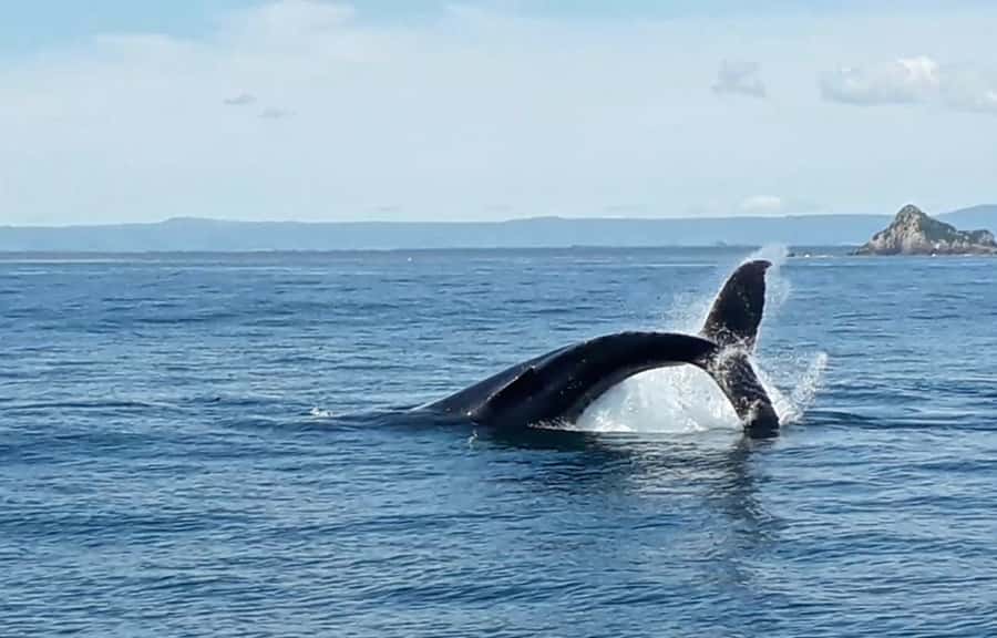 From Tauranga: Half-Day Swimming with Dolphins Tour - Weather and Wave Calls: What Happens When the Ocean Turns