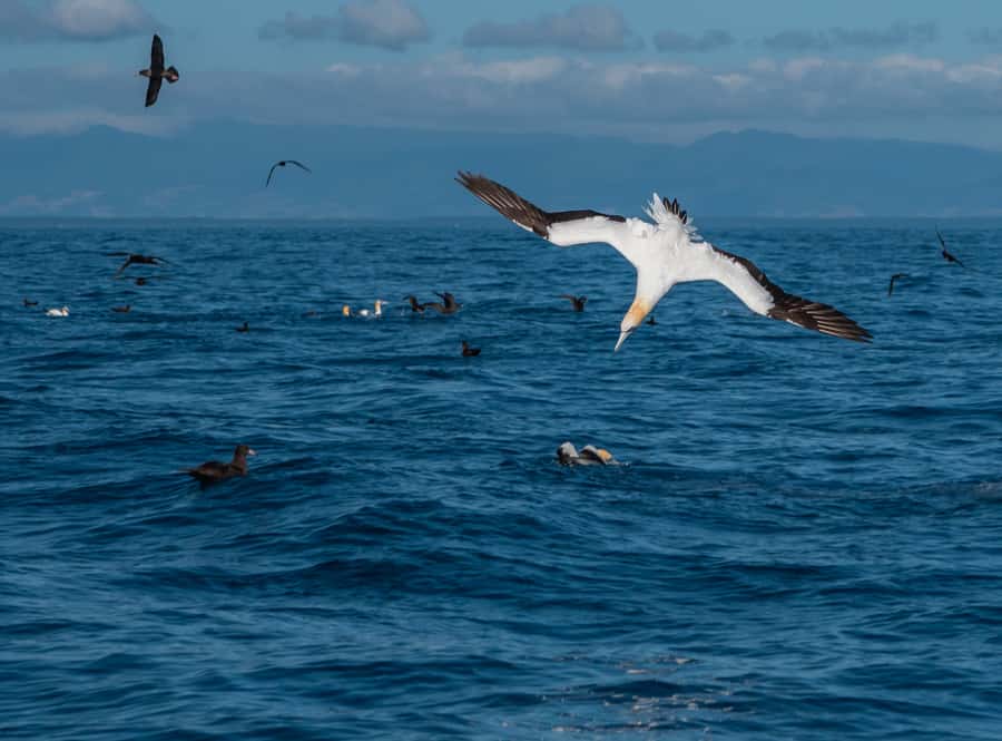 From Tauranga: Half-Day Swimming with Dolphins Tour - Practical Tips That Increase Your Odds of a Great Dolphin Day