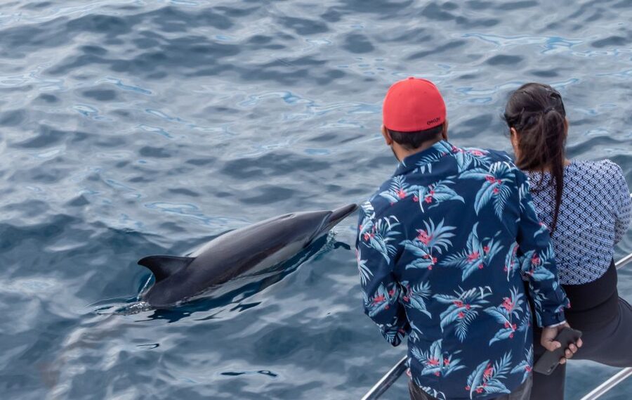 From Tauranga: Half-Day Swimming with Dolphins Tour - Price and Value: Is $98 Worth It from Tauranga?