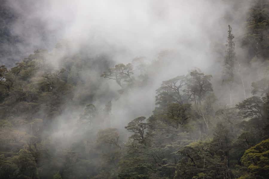 From Te Anau: Doubtful Sound Coach & Cruise - Food, coffee, and what to bring so you are not scrambling