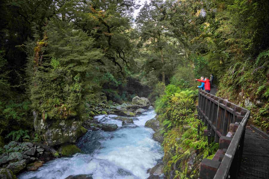 From Te Anau: Milford Sound Coach, Cruise, and Walks - Guided Fiordland time after the cruise, short walks with big payoff