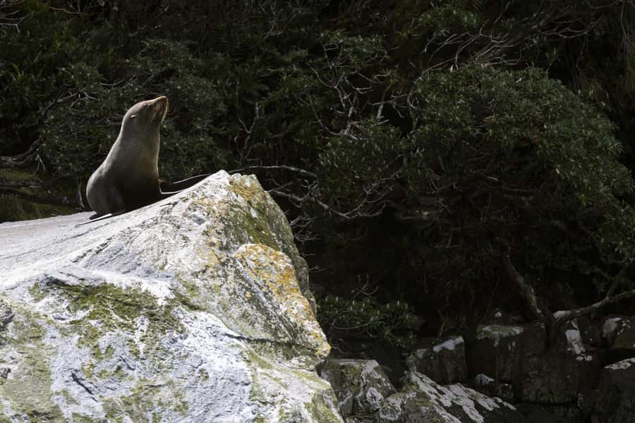 From Te Anau: Milford Sound Cruise and Coach Day Trip - Should you book this Milford Sound day trip from Te Anau?
