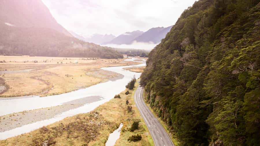 From Te Anau: Milford Sound Cruise & Track Walk by Coach - Birds, forest details, and the app that keeps you oriented