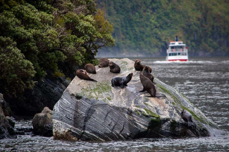 From Te Anau: Milford Sound Small-Group Tour Including Lunch - Lunch and snacks: the small comfort that keeps you happy on a long day