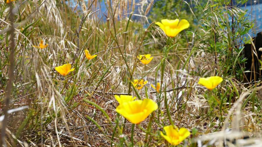 From Wanaka: Ruby Island 1-Hour Cruise and Photo Walk - What you’ll learn: prohibition-era history and the plants around you
