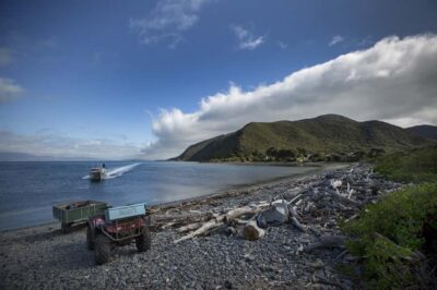 Kapiti Island Classic Guided Day Tour