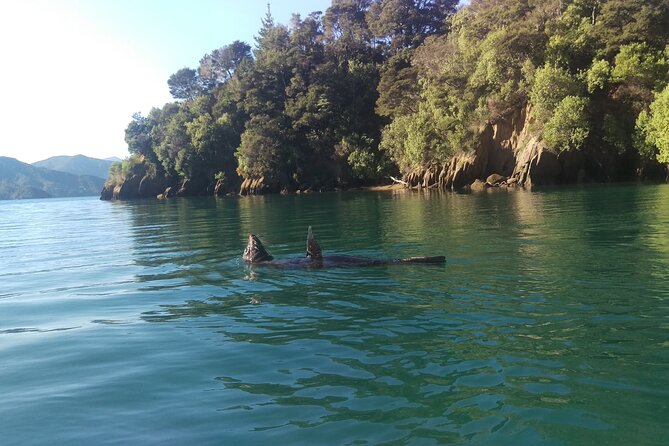 Full day Guided Sea Kayak Tour from Picton - Wildlife Spotting That Actually Feels Like Hunting (In a Good Way)