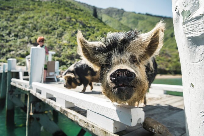 Full Day Iconic Mail Boat Cruise - Why a mail boat cruise feels different in the Marlborough Sounds