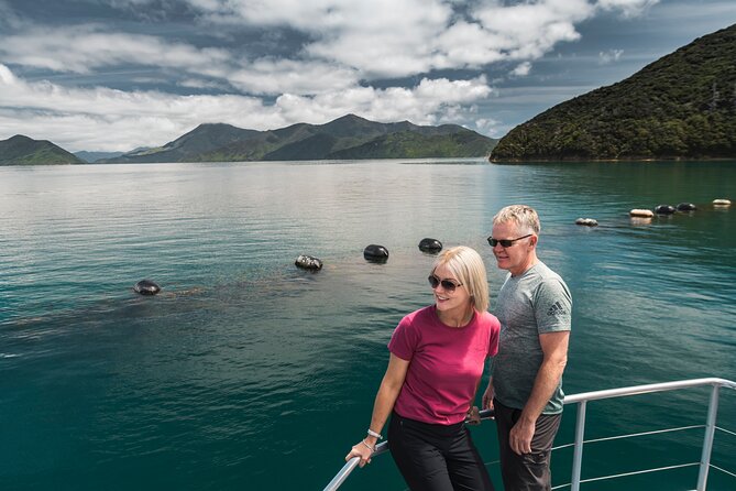 Full Day Iconic Mail Boat Cruise - On the water toward Pelorus: wildlife you actually notice