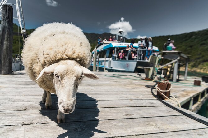 Full Day Iconic Mail Boat Cruise - Meeting locals, docks, and farm animals at the stops