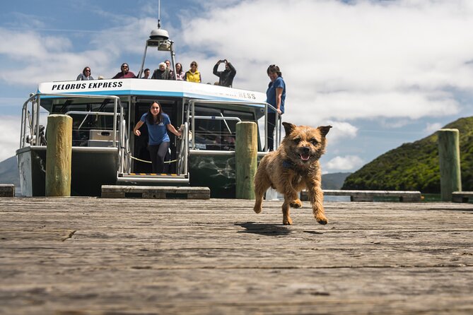 Full Day Iconic Mail Boat Cruise - Getting to Pelorus Mail Boat in Havelock, then settling in