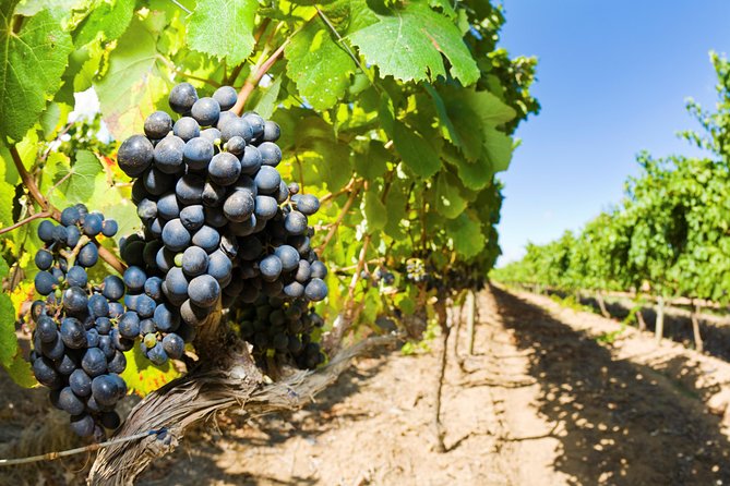 Full Day Martinborough Wine Tour - Wellington to Martinborough, in comfort and with a real guide voice