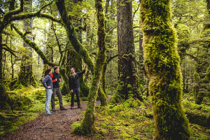 Full-Day Milford Sound Tour with Cruise and Walks from Te Anau - Why the small-group minivan matters on Milford Road