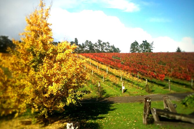 Full-Day Wine Tasting Tour in Auckland with 3-Course Vineyard Lunch - What to listen for during tastings, from grape choices to local style