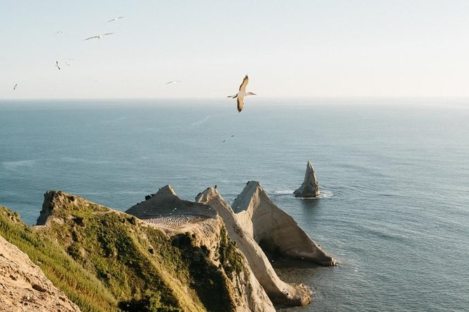 Gannet Safaris Overland tour to Cape Kidnappers Gannet Colony - Key highlights you will notice fast