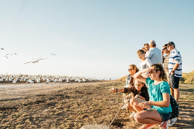 Gannet Safaris Overland tour to Cape Kidnappers Gannet Colony - Cape Kidnappers gannets, the simple way: timing that fits your day