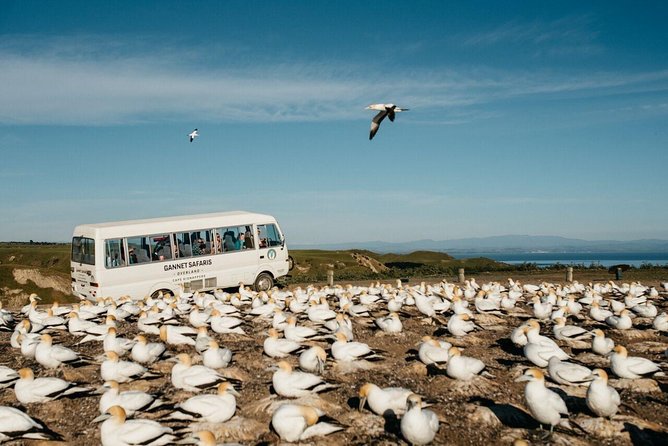 Gannet Safaris Overland tour to Cape Kidnappers Gannet Colony - Coffee, timing, and the 3-hour rhythm