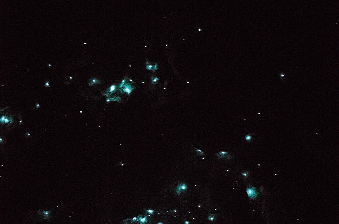 Glow Worm Caves Express Tour in Bay of Islands - Inside Kawiti: The 40-Minute Glow Worm Walk and Cave Rules