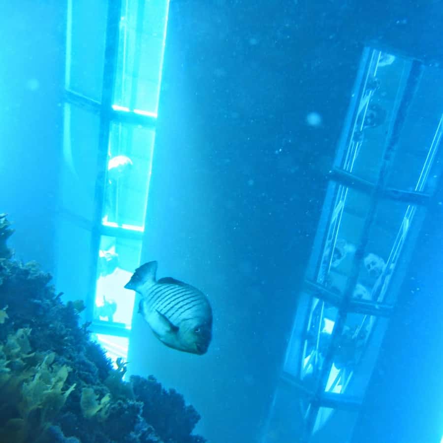 Goat Island: Glass Bottom Boat Tour - Goat Island Marine Reserve: why the glass bottom is the point