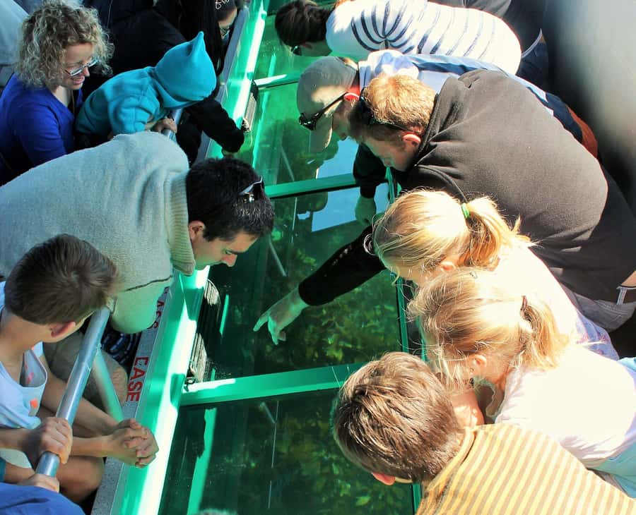 Goat Island: Glass Bottom Boat Tour - The 45-minute loop around Goat Island: reefs, fish, and birds