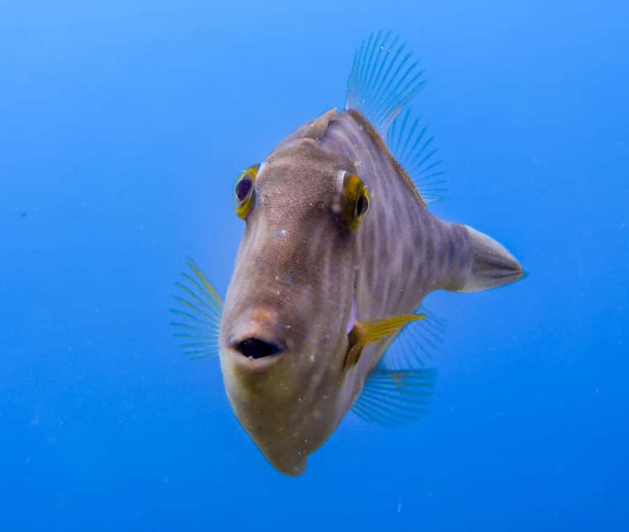 Goat Island Guided Snorkeling Tour for Beginners - Key reasons this beginner snorkeling tour works