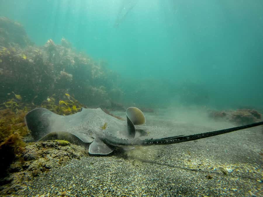 Goat Island Guided Snorkeling Tour for Beginners - Instructor-led spotting: why the names you hear matter