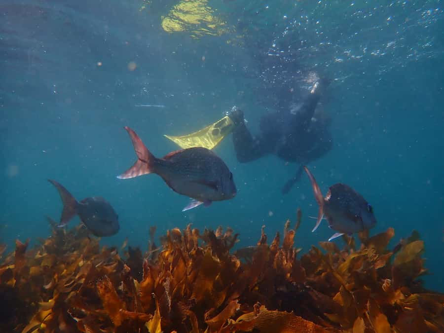 Goat Island Guided Snorkeling Tour for Beginners - Safety and comfort: flotation gear and managing nerves