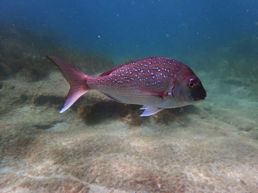 Goat Island Guided Snorkeling Tour for Beginners - Price and value: why $56 can feel fair for first-timers