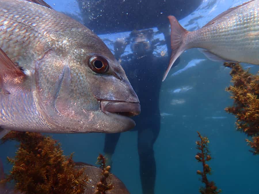 Goat Island Guided Snorkelling Tour For Advanced - Practical Tips Before You Go