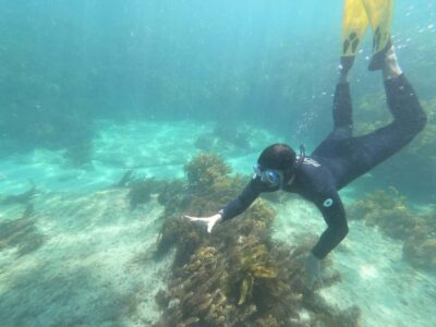 Goat Island Guided Snorkelling Tour For Advanced