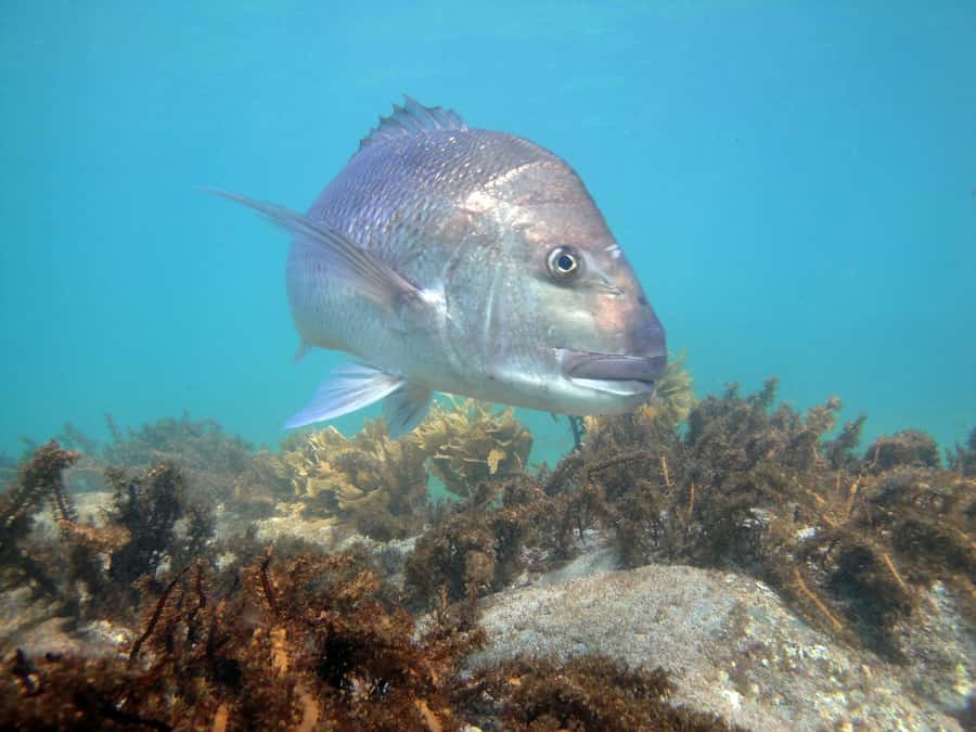 Goat Island Guided Snorkelling Tour For Advanced - Advanced Skill Practice: Equalize and Clear with Confidence