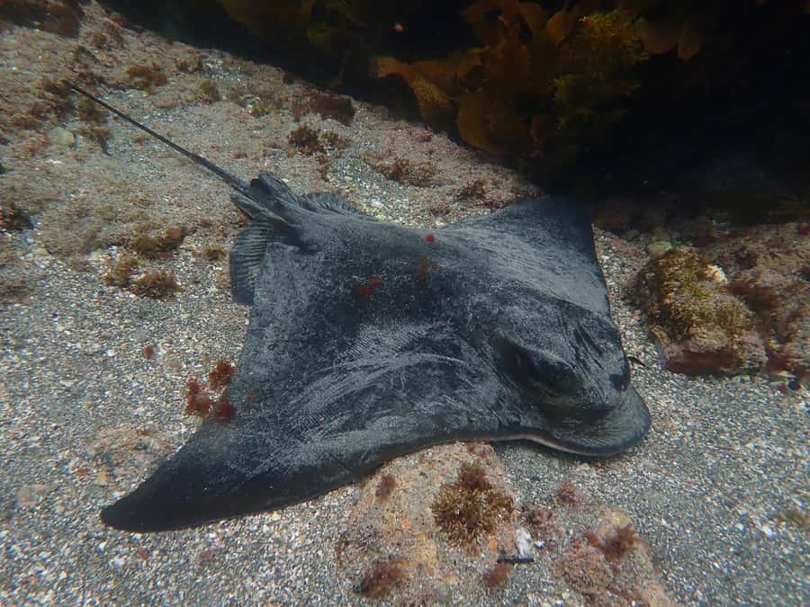 Goat Island Guided Snorkelling Tour For Advanced - Going Under the Surface with a Guide at Your Side